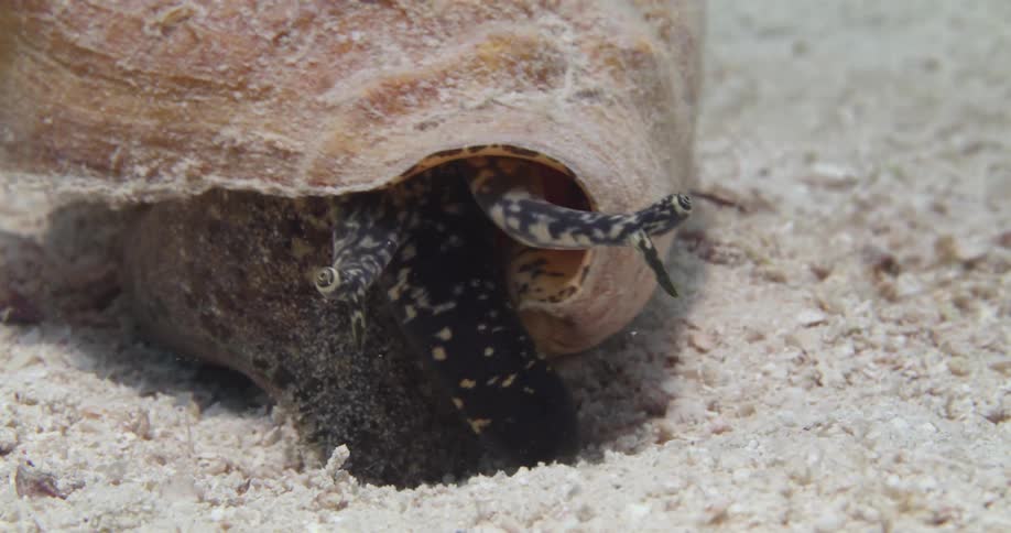 A Sea Snail crawling