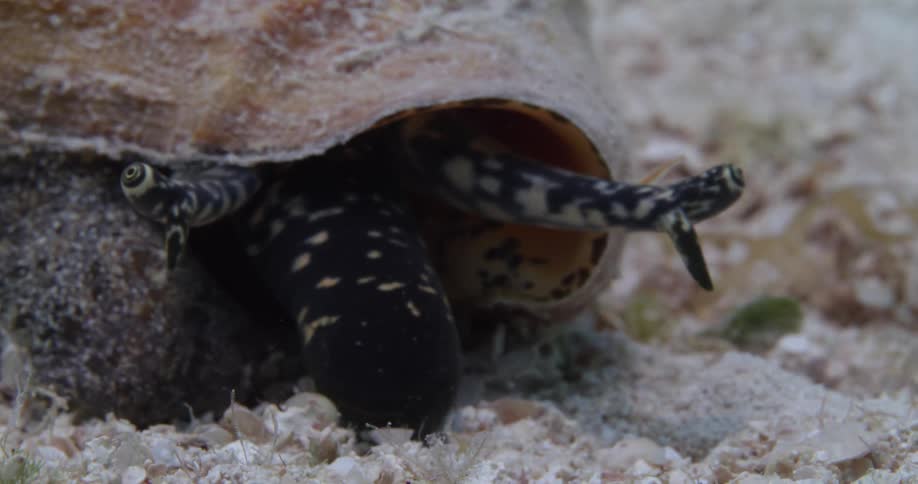 A Queen Conch crawling underwater on sand