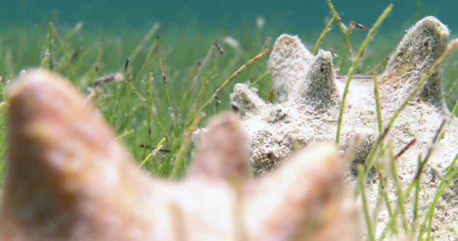 Seashells underwater moving between seaweeds