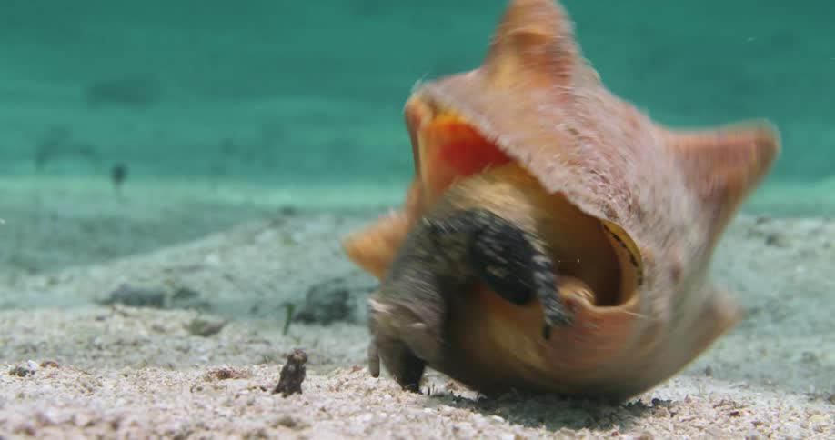 A Queen Conch flips itself upright