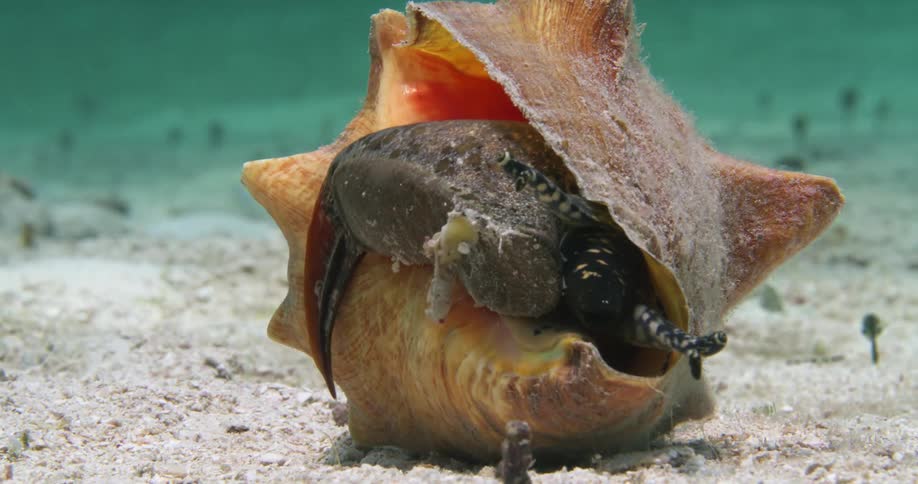 A Queen Conch coming out of its shell