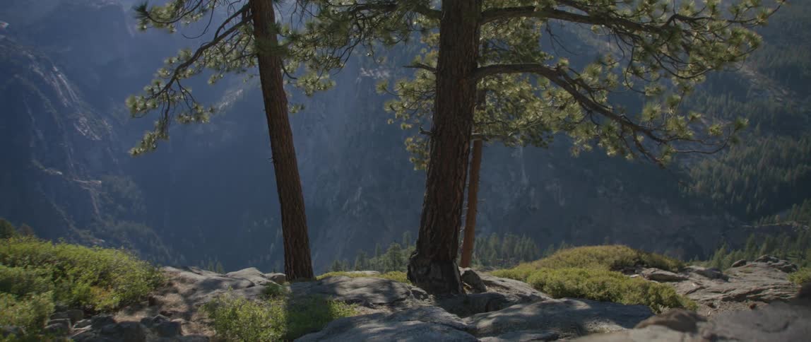 Trees are covering the mountain ahead