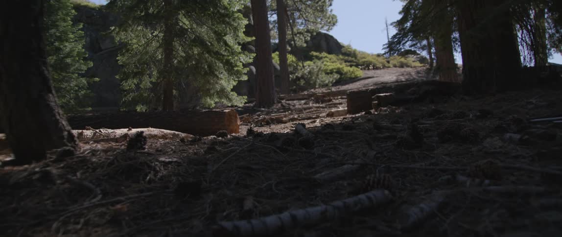 Trail leading out of the woods scattered with logs and pine cones