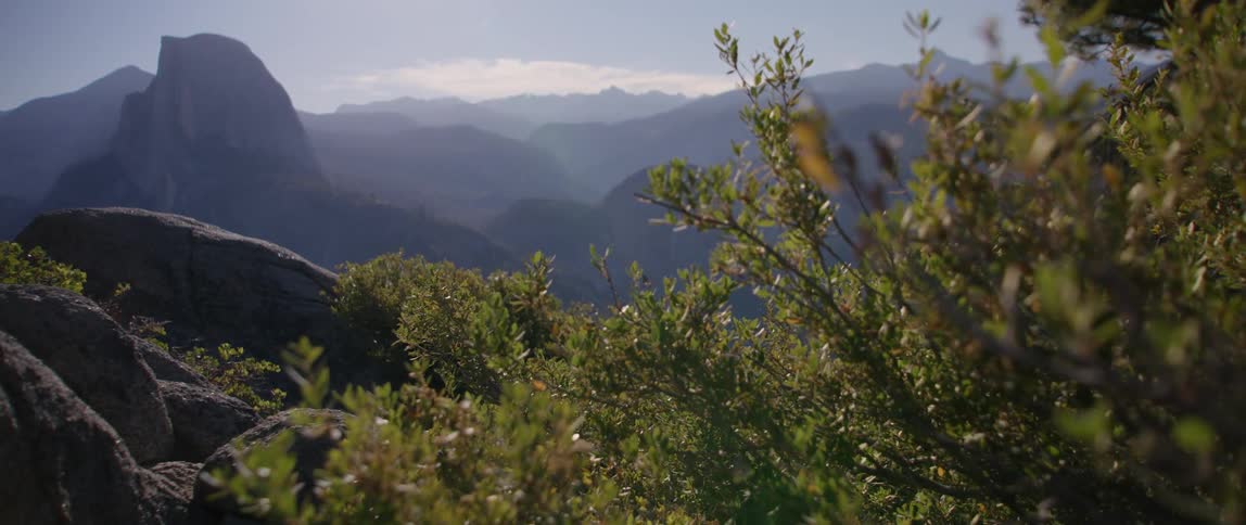 Tree with green leaves shining in the sunlight and a mountain range in the distance