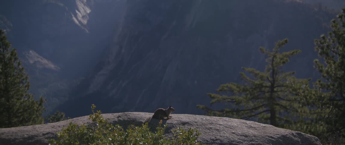 Parma wallaby sits on big rock pointing to high mountains