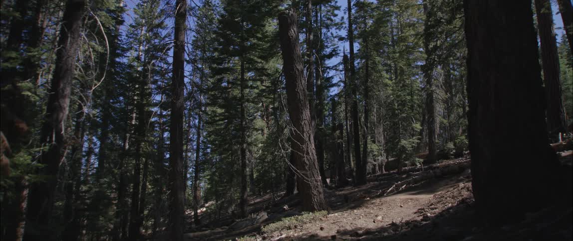 The forest is on a large hill