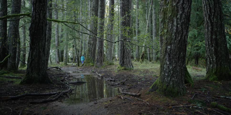 A woman walks on a water-soaked path in a forest of tall trees