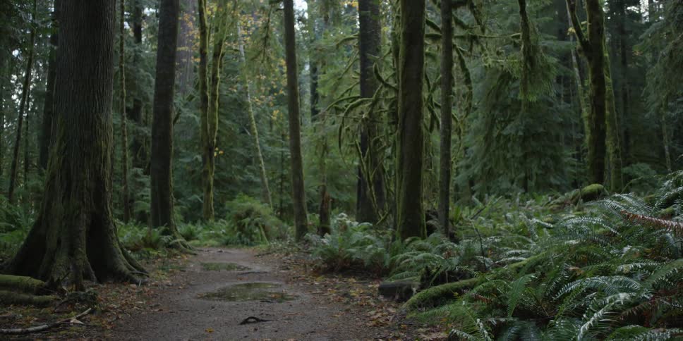 A forest path during the day