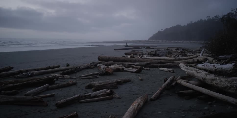 Many logs sit on the beach