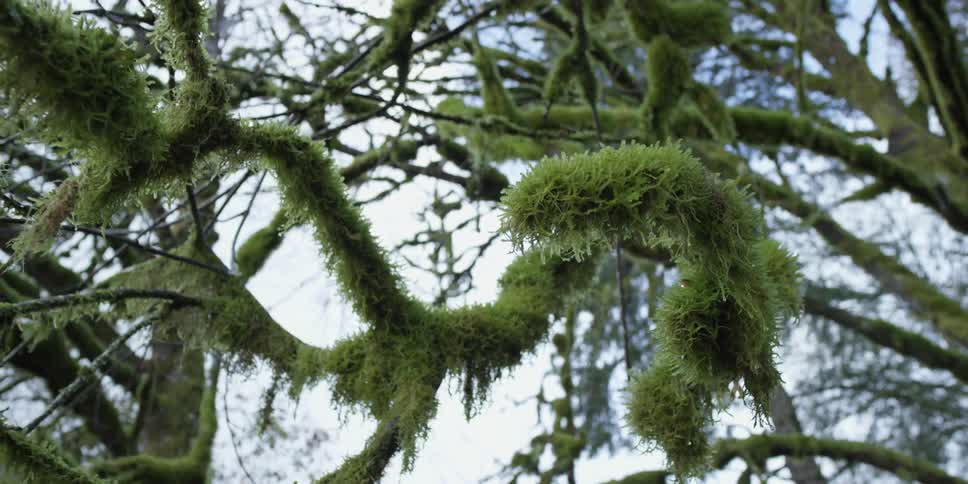 Thick green moss on the branches of trees