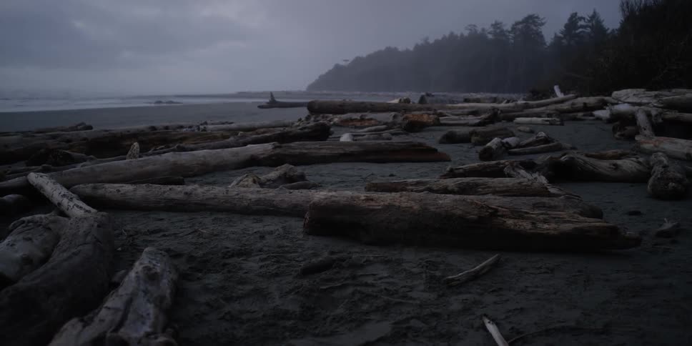 Many logs sit on this beach
