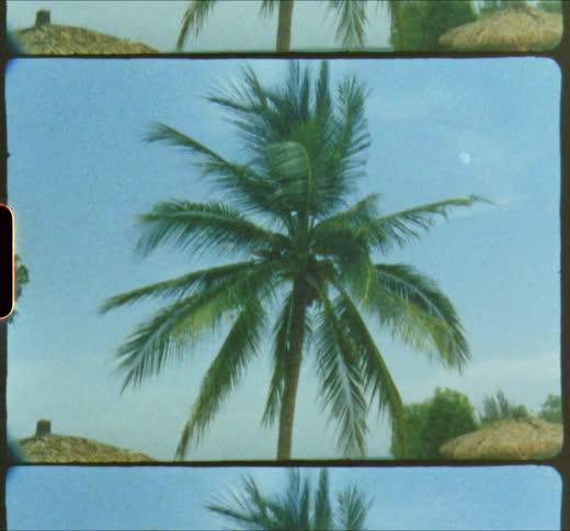 A shot of a plam tree on a beach