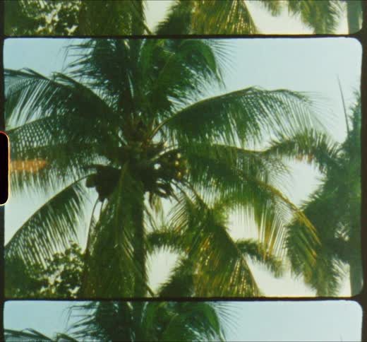 Palm trees against the sky on a hot summer day at sunset