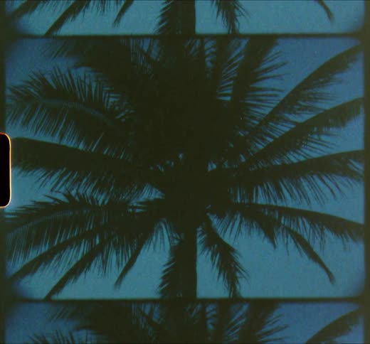 A view of a palm tree at dusk