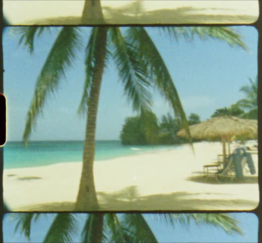 Palm tree at beach