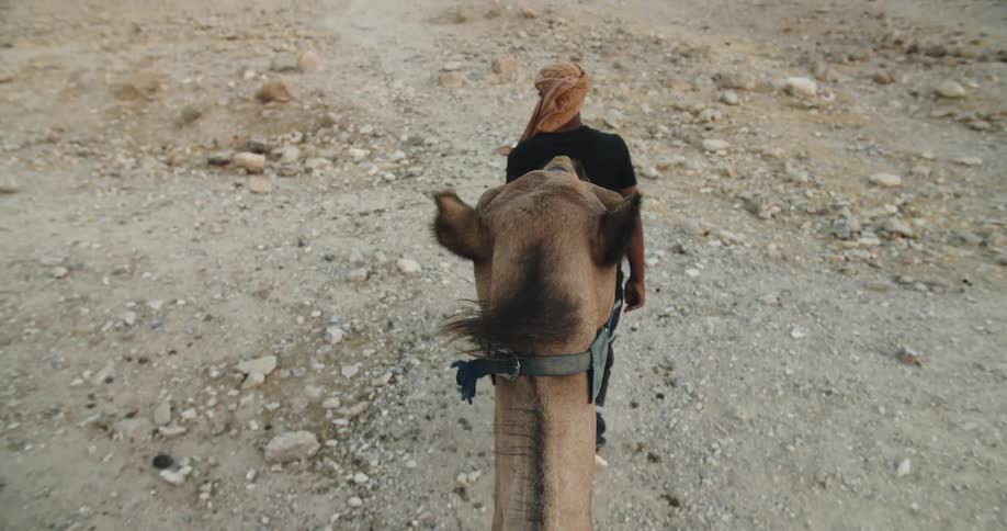 Person walking animal