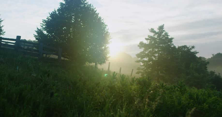 Countryside with the sun shining brightly through the trees