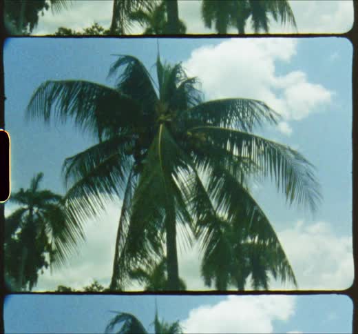 Palm tree swaying