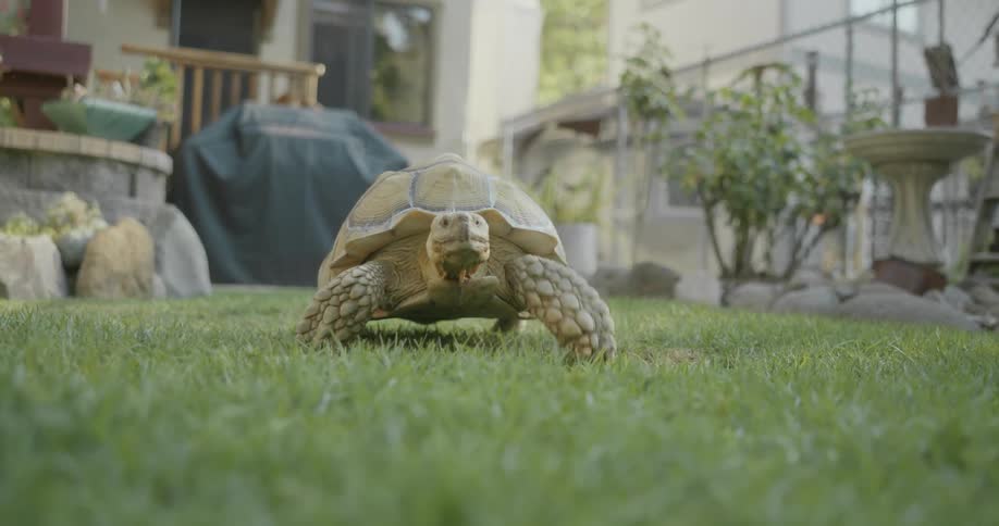 A pet turtle walks through the fenced yard of a house during the day