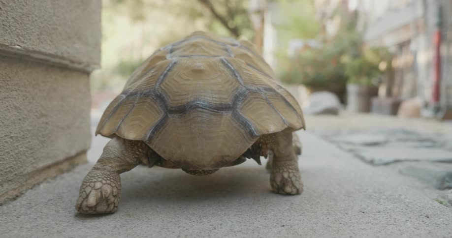 A turtle is crawling on a sidewalk next to a building