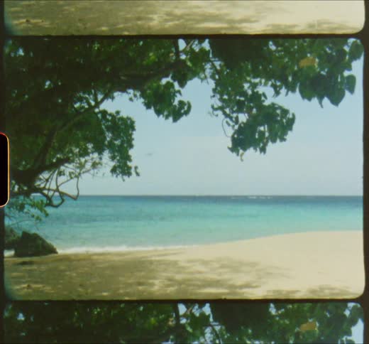 Beach with a tree
