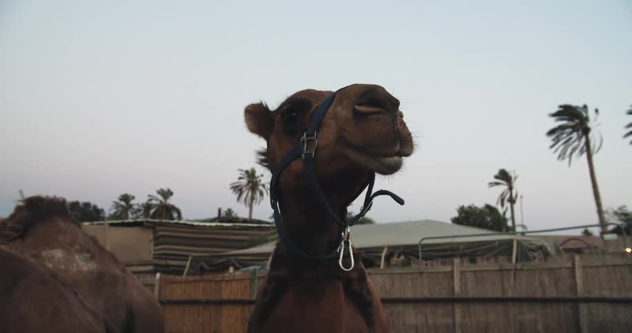 Camel with long neck and humps looks around