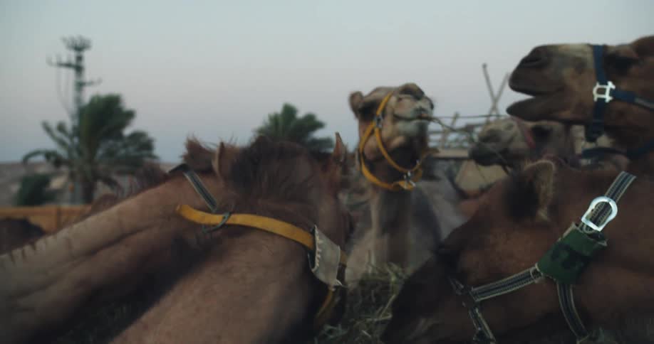 Herd of camels on bridles feeding from a container in a rural area