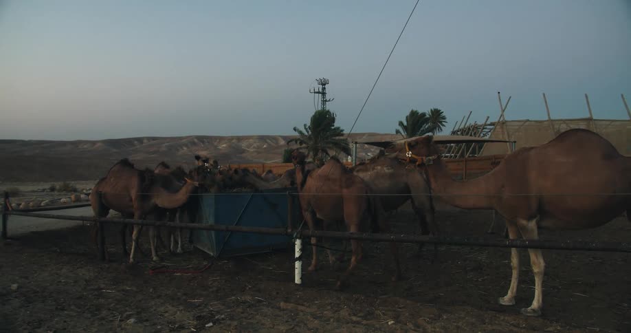 Camels are moving around a pen in the desert