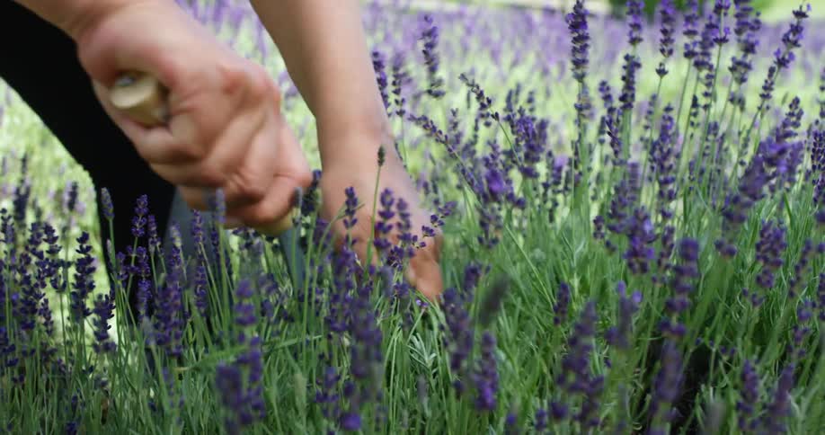 A person grabs a handful of wild lavender and uses a sickle to cut it free from the ground before carrying it away