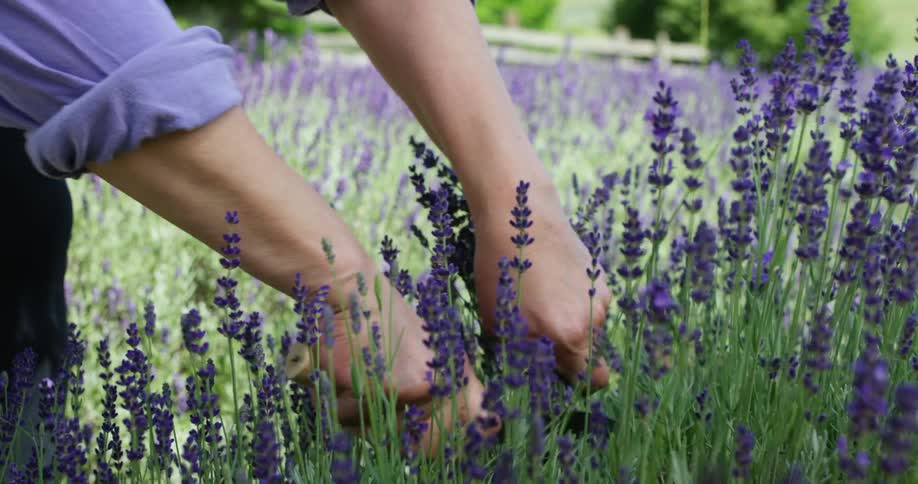 A gardener uses a hand sickle to cut a bunch of lavender