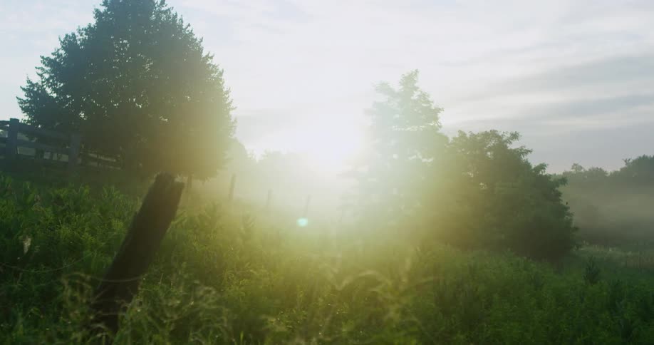 The sun shines through trees on green farm field