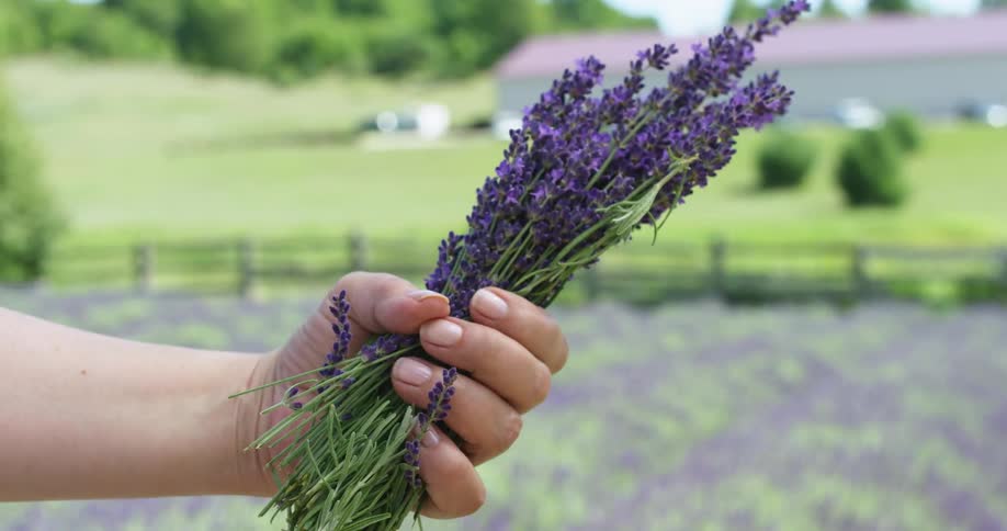 A person holding plants with flowers with trees the sky and clouds in the background