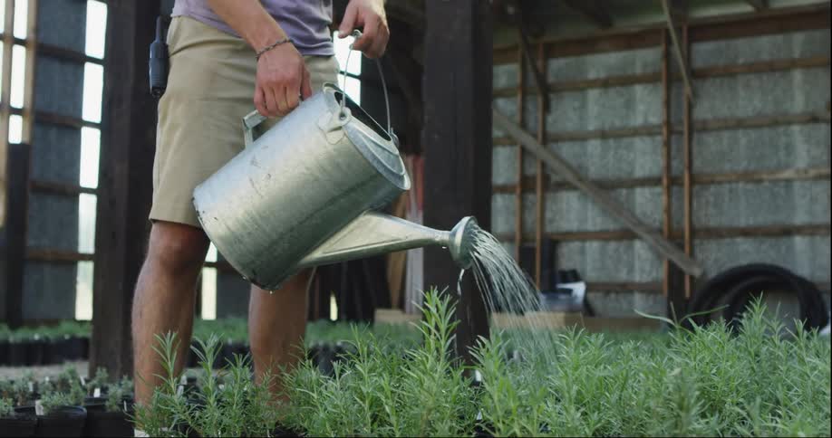 Person watering plants