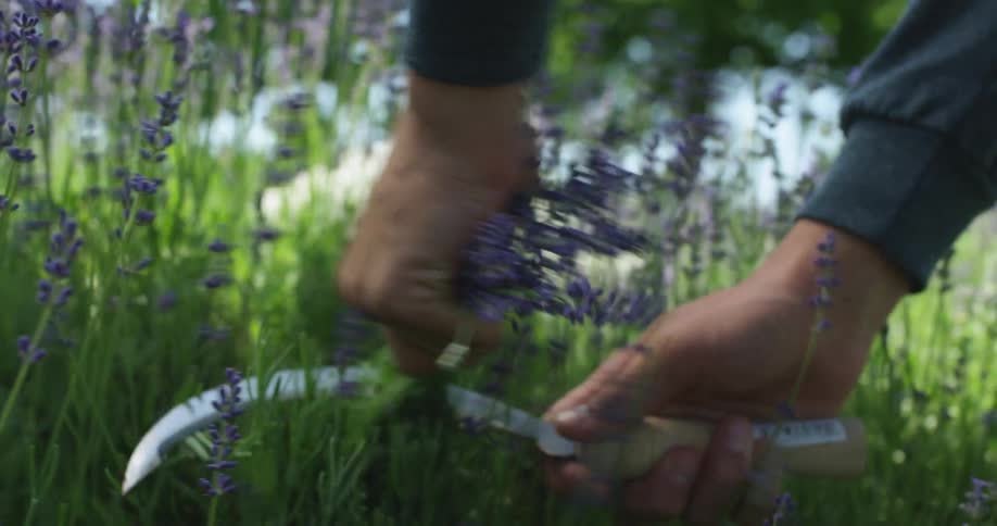 Person cuts lavender plant stalks with a sickle