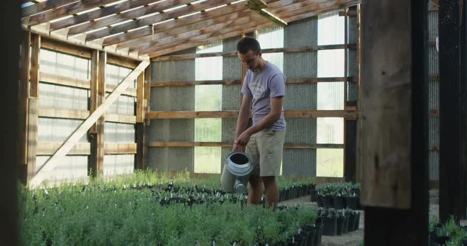 Man watering plants with a metal watering can inside a green house in the morning