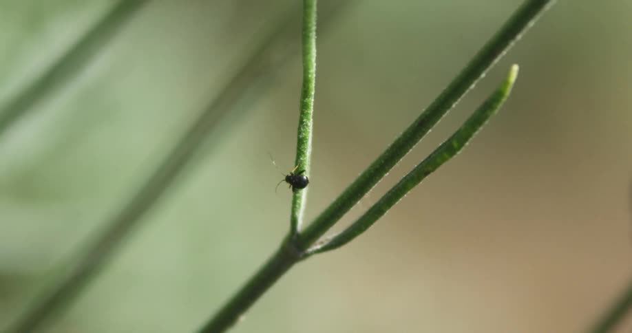 Small insect is crawling on the stem of a plant