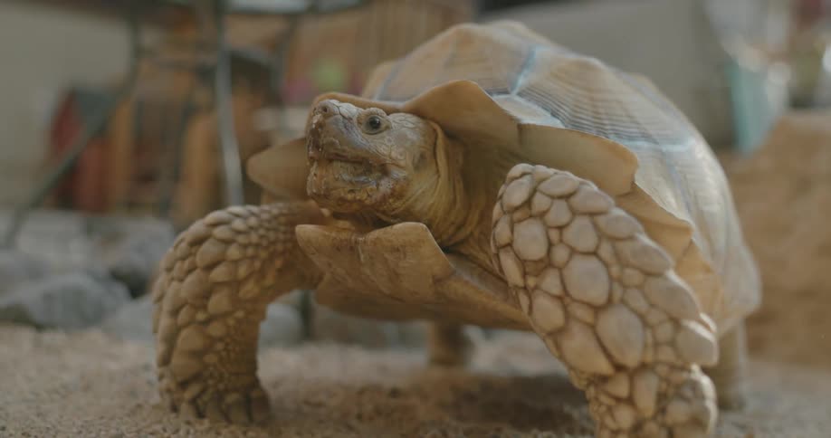 A tortoise is crawling around on the ground