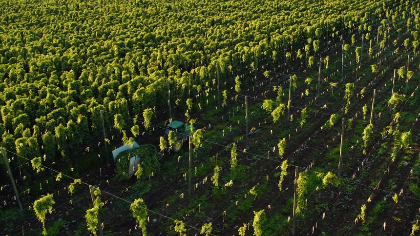 A farm tractor pulling a trailer drives through a field of roped off crops