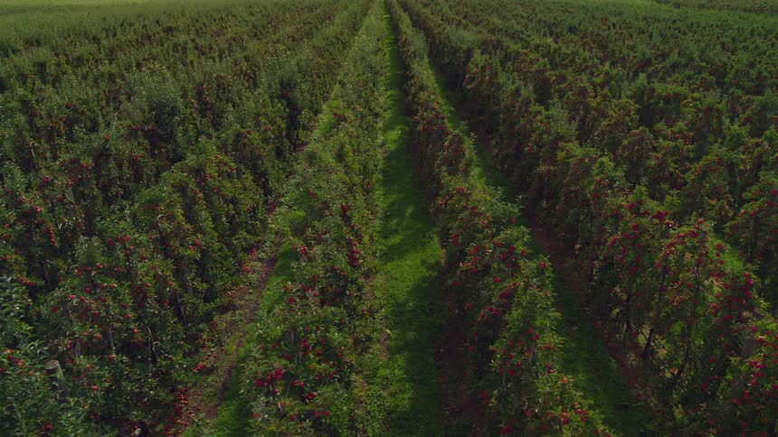 A vineyard with plants fruits grass and dirt