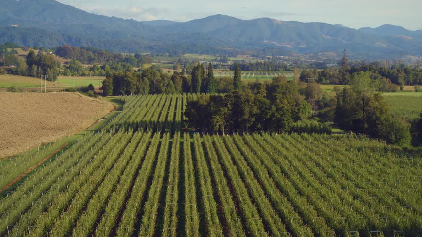 Farmland filled with rows of plants and mountains on the horizon