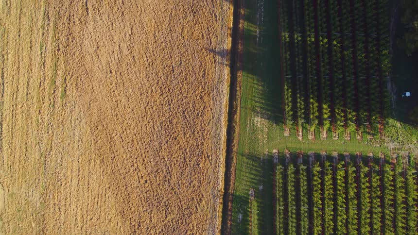 A farm with corn rows and grass
