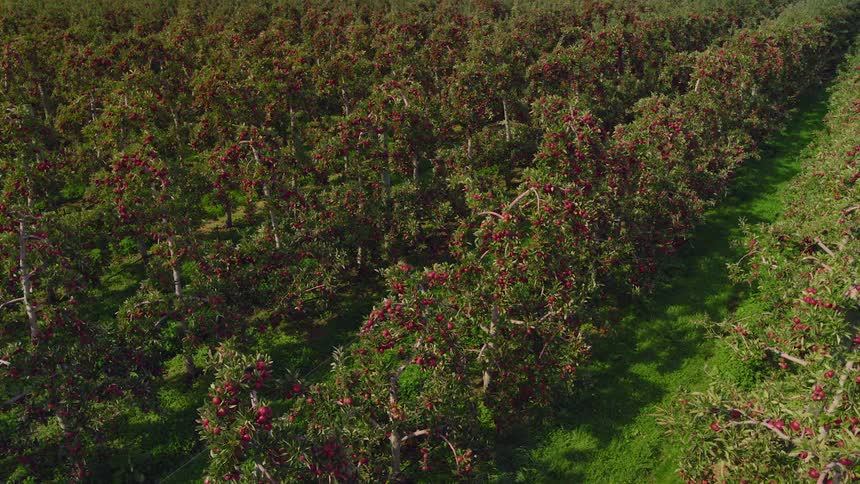 Crops in a farm are blossoming in spring