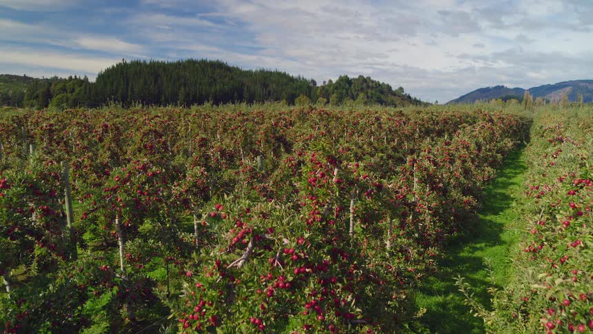 A drone flies over an apple orchard located between forestcovered hills