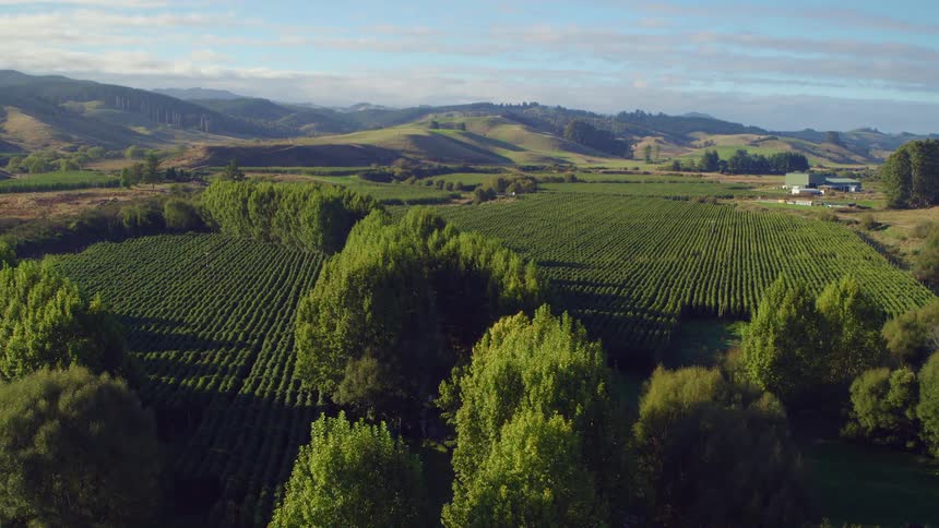 Large grove on a farm with mountains in the distance
