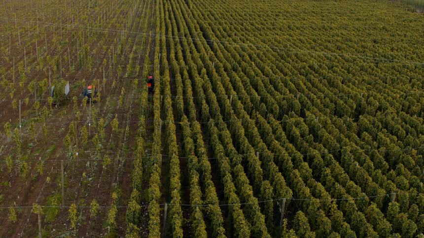 The farm vehicles are parked in the crops