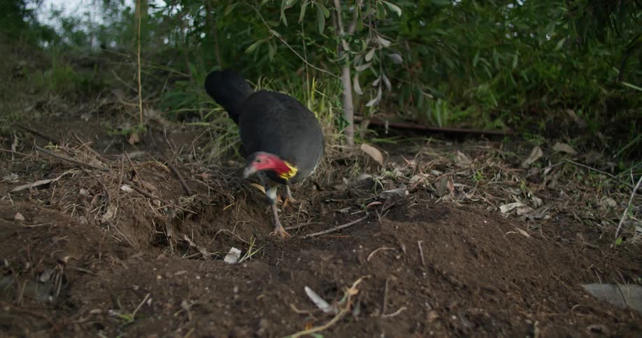 A turkey is pecking at the ground