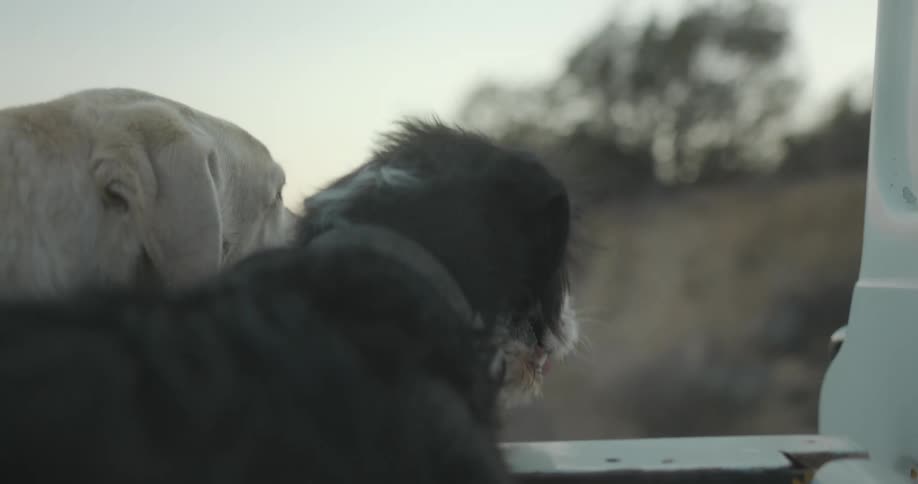 A pair of dogs stand in the bed of a truck as it travels through the countryside during the day