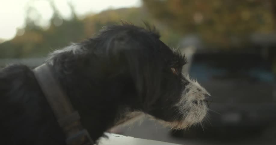 Dog stands in truck bed looking at buildings and cars being passed as sun shines down