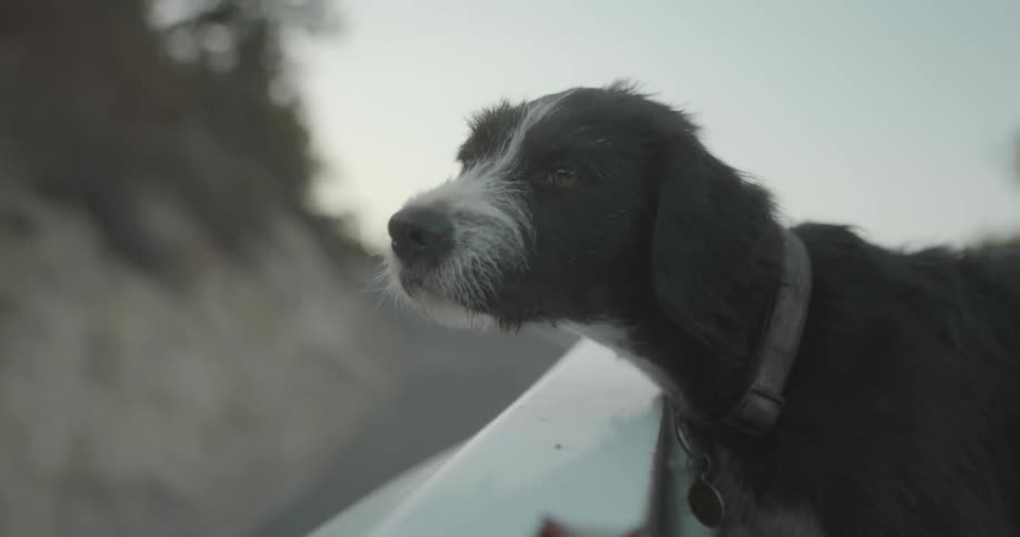 A dog is travelling on top of a moving car
