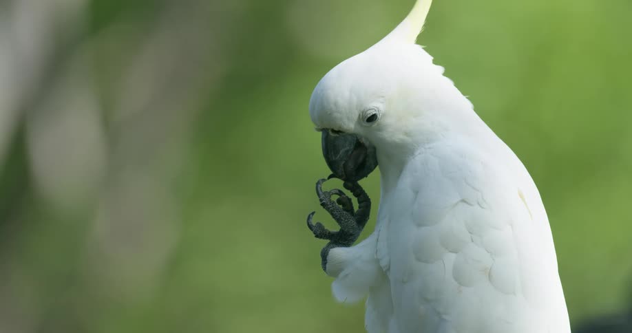 A parrot with a beak and feathers